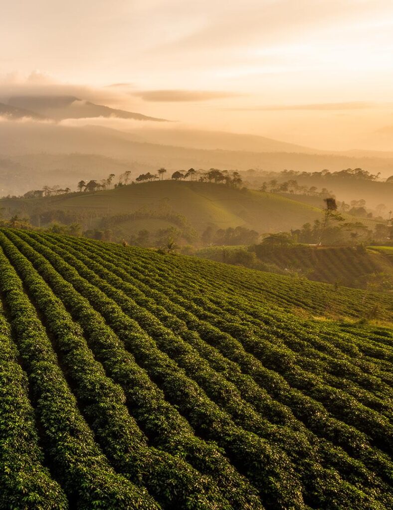 Indonesian Coffee Exporter delivering traceable green coffee from Indonesia